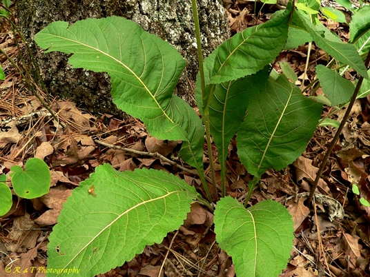 {Parthenium integrifolium}